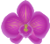Orchid's Skin Care on Facebook