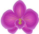 Orchid's Skin Care on Facebook